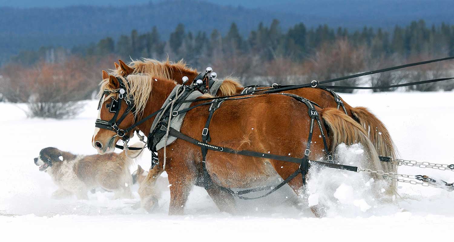 Missoula Montana Lodging Hotels, Cabin Rentals, Resorts & More AllTrips